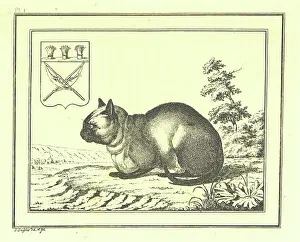 A peculiar species of the domestic Cat, 1793, (1812). Creator: Christian Gottfried Heinrich Geissler
