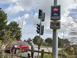 Pedestrian with dog using pelican crossing on road at Dibden Purlieu, Hampshire 2016