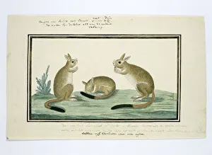Pedetes cafer (South African springhare), 1778-1779. Creator: Robert Jacob Gordon