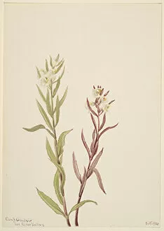Herb Gallery: Pedicularis raremosa, 1904. Creator: Mary Vaux Walcott