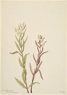 Perennial Prints: Pedicularis raremosa, 1904. Creator: Mary Vaux Walcott