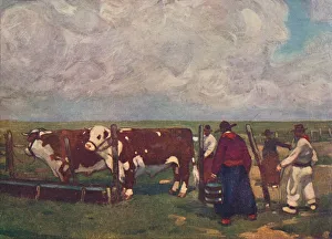 Forrest Prints: Pedigree Oxen on a a Lemco Estancia, 1916. Artist: As Forrest