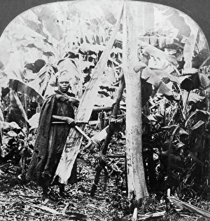 Uganda Prints: Peeling bark for making bark cloth