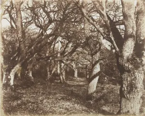 James Knight Prints: A Peep in Leigh Woods, 1853-56. Creator: James Knight