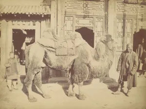 Camels Prints: Pekin. No. 923, 1867. Creator: Attributed to Lai Fong