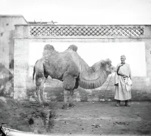 Nomadic Prints: Peking, Pechili province, China: a camel with its owner, 1871. Creator: John Thomson