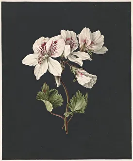 Geranium Prints: Pelargonium album Bicolor, 1830. Creator: M. de Gijselaar