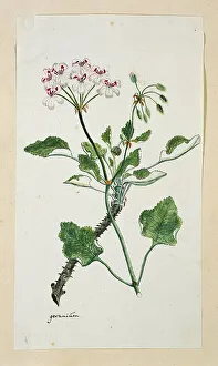 Perennial Prints: Pelargonium echinatum W. Curtis (Prickly-stemmed pelargonium)