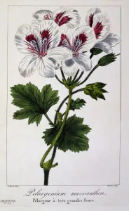 Geranium Gallery: Pelargonium Macranthon, pub. 1836. Creator: Panacre Bessa (1772-1846)