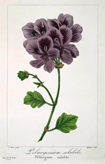 Plant Plants Prints: Pelargonium, pub. 1836. Creator: Panacre Bessa (1772-1846)