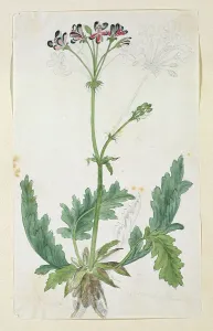 Pretty Prints: Pelargonium pulchellum Sims (Nonesuch pelargonium)