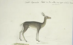 Watercolor Paint Prints: Pelea capreolus (Grey rhebok), 1777-1786. Creator: Robert Jacob Gordon