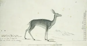 Watercolor Paint Prints: Pelea capreolus (Grey rhebok), 1777-1786. Creator: Robert Jacob Gordon