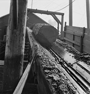 Timber Gallery: At Pelican Bay Lumber mill logs enter the mill by...near Klamath Falls, Klamath County, Oregon