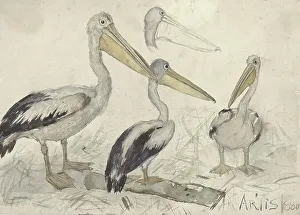 Zoological Garden Prints: Pelicans in Artis Zoo, 1880. Creator: Johannes Cornelis van Essen