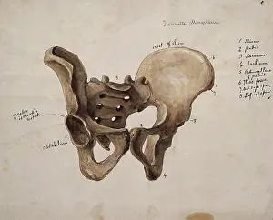 Index Prints: Pelvic bone, 1880. Creator: Jeannette Mongredien