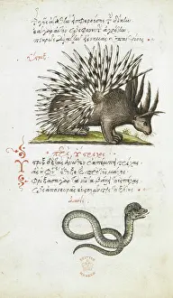 Porcupine Prints: Pen and ink drawings of a porcupine and a snake
