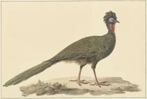 Tail Prints: Penelope, on the ground, 1759-1842. Creator: Pieter Bartholomeusz. Barbiers