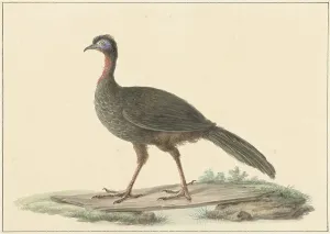 Tail Prints: Penelope marail (Marailsjakohoenl), 1759-1842. Creator: Pieter Bartholomeusz. Barbiers