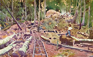 Alured Gray Prints: Penetrating the Amazonian Forest - Madeira-Mamore Railway, 1914
