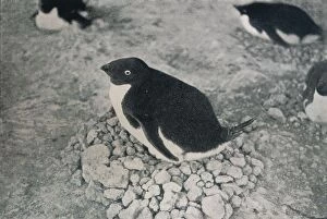Nesting Gallery: This Penguin Has An Industrious Mate, c1911, (1913). Artist: Herbert Ponting