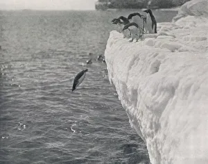 Penguin Prints: Penguins Diving, c1911, (1913). Artist: Herbert Ponting