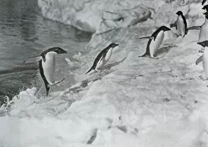 Penguins Jumping On to The Ice-Foot, c1911, (1913). Artist: G Murray Levick