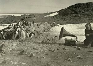 Penguins listening to the Gramophone during the summer, 1908, (1909)