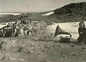 Penguin Prints: Penguins listening to the Gramophone during the summer, 1908, (1909)
