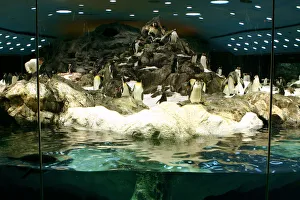 Enclosure Prints: Penguins, Loro Parque, Tenerife, Canary Islands, 2007
