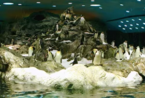 Penguins, Loro Parque, Tenerife, Canary Islands, 2007
