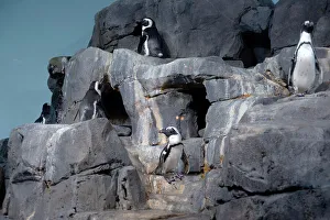 Penguins, Monterey Bay Aquarium, Monterey, California, USA, 2022. Creator: Ethel Davies