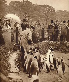 Penguin Prints: Penguins on parade for the King, 1934 (1935)