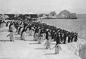 Captain Robert Collection: Penguins Promenade, c1911, (1913). Artist: G Murray Levick