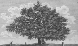 Sightseeing Prints: The Penshurst Oak, 1794