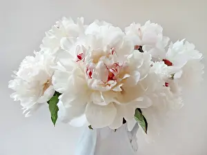 Tom Artin Prints: Peonies. Creator: Tom Artin