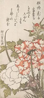 Ink And Colour On Paper Collection: Peonies and Iris, 18th-19th century. Creator: Yanagawa Shigemasa