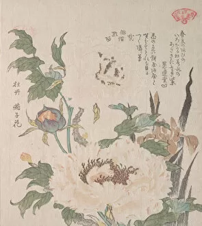 Peonies and Iris, 19th century. Creator: Kubo Shunman