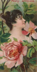 James Buchanan Duke Collection: Peony: Archness, from the series Floral Beauties and Language of Flowers (N75
