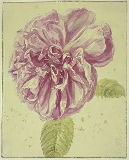 Peony Prints: Peony with two flies on its blossom, 17th century; 18th century. Creator: Unknown