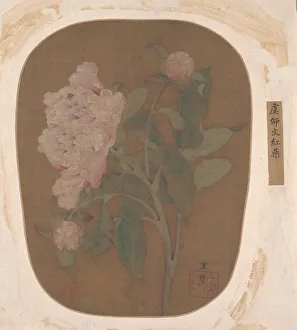 Album Leaf Gallery: Peony Flower and Leaves. Creator: Unknown