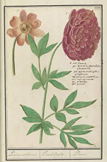 Peony Prints: Peony (Paeonia), 1596-1610. Creators: Anselmus de Boodt, Elias Verhulst
