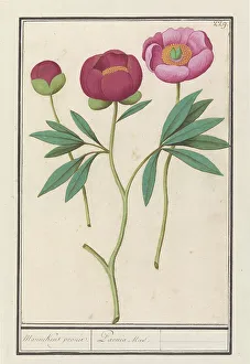 Peony Prints: Peony (Paeonia), 1596-1610. Creators: Anselmus de Boodt, Elias Verhulst