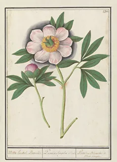 Peony Prints: Peony (Paeonia), 1596-1610. Creators: Anselmus de Boodt, Elias Verhulst