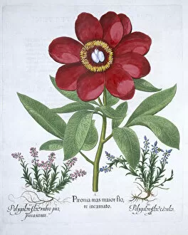 Basil Gallery: Peony and two polygalons, 1613