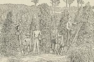 Plantation Worker Gallery: Pepper Plantation, 1924