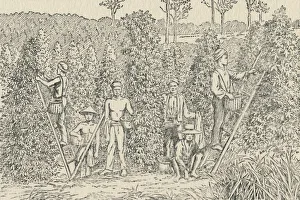 Spice Prints: Pepper Plantation, 1924