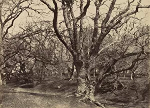 Pepperharrow Park, Surrey, 1852-54. Creator: Benjamin Brecknell Turner