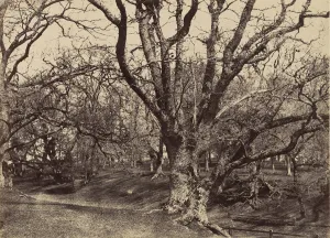 Pepperharrow Park, Surrey, 1852-54. Creator: Benjamin Brecknell Turner Pepperharrow Park, Surrey, 1852-54. Creator: Benjamin Brecknell Turner