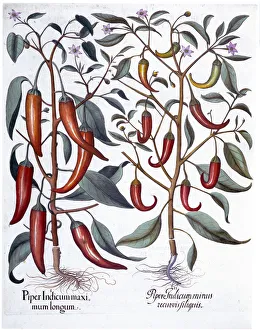 Capsicum Collection: Peppers, 1613